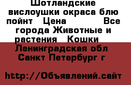 Шотландские вислоушки окраса блю пойнт › Цена ­ 4 000 - Все города Животные и растения » Кошки   . Ленинградская обл.,Санкт-Петербург г.